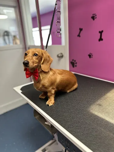 Cora’s playground dog daycare and spa LLC - Image 1