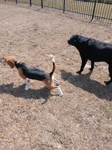 Arden's Barking Buddies - Image 1