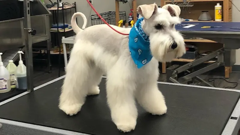Ernesto's Mobile Pet Grooming - Image 1