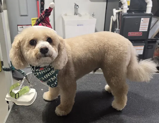 Brittney's Traveling Pet Service - Image 1