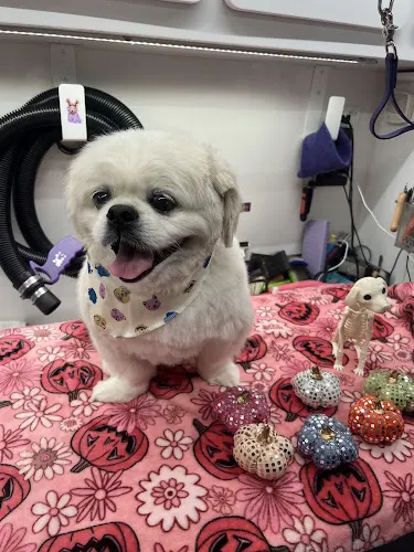 Dappertails Mobile Pet Grooming of Southern Palm Beach County - Image 1