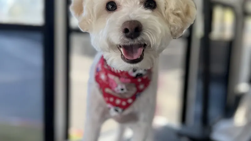Pampered With Love mobile grooming - Image 1