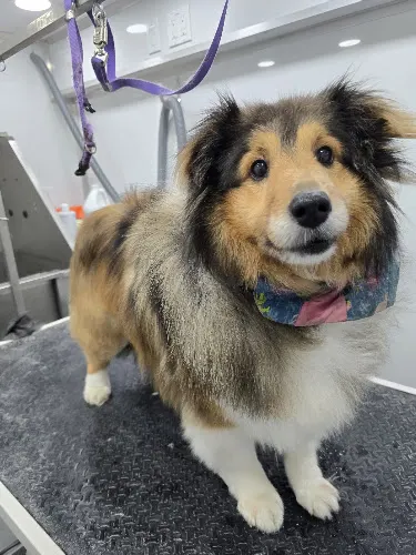 Divine K9 Mobile Dog Grooming - Image 1