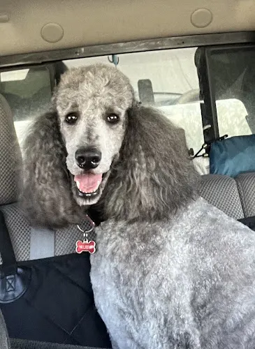 Debbie's Professional Dog Grooming - Image 1