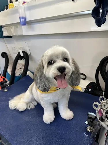 Petite Paws Mobile Dog Spa in Camarillo, CA