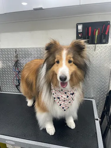 Bonita Mobile Dog Grooming in Miami, FL