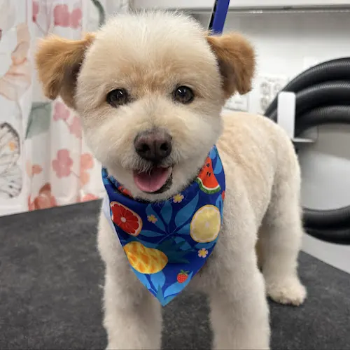 Emmy's Paw Spa in National City, CA