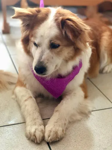 Doggielicious Mobile Spa - Image 1