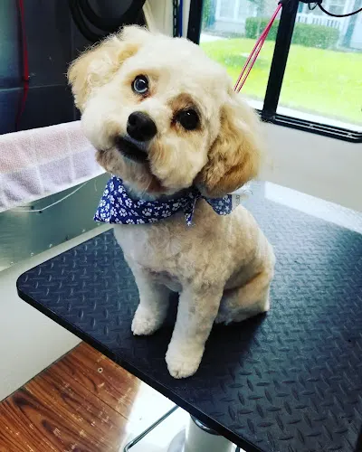 For Pet's Sake Mobile Dog Grooming LLC - Image 1
