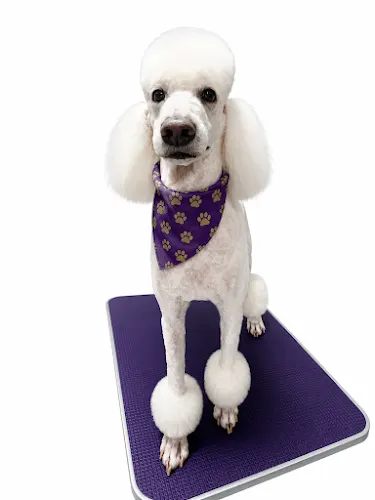 The Royal Treatment Pet Spa and Salon - Image 1