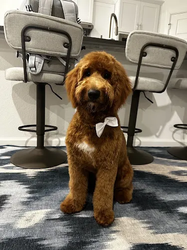 Comfort Styles Mobile Grooming LLC - Image 1