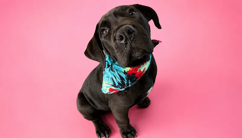 Mobile Grooming by Wash & Wags - Image 1