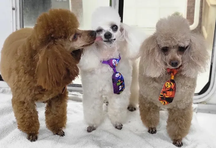 Fur Mobile Grooming Salon - Image 1