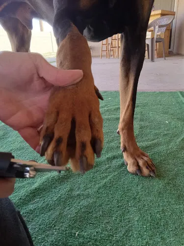 Golden Pet Care LLC - Image 1