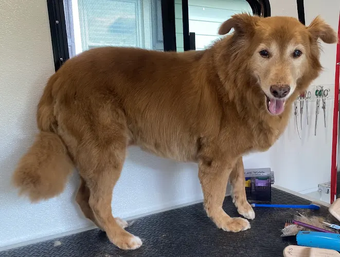 Fluff N Fuzz Mobile Dog Grooming - Image 1