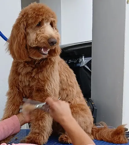 Wiggles & Wash Mobile Dog Grooming - Image 1