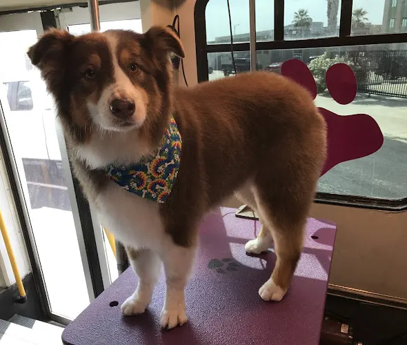 PawPrints Mobile Grooming - Image 1