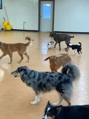 Pet Retreat - Image 1