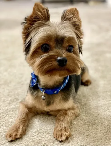 Georgetown Pet Grooming - Image 1