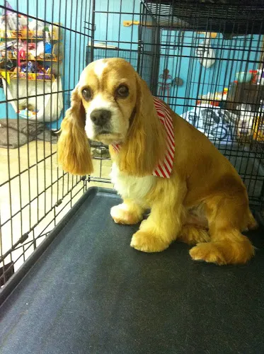 Fionna's Grooming Boutique Llc - Image 1