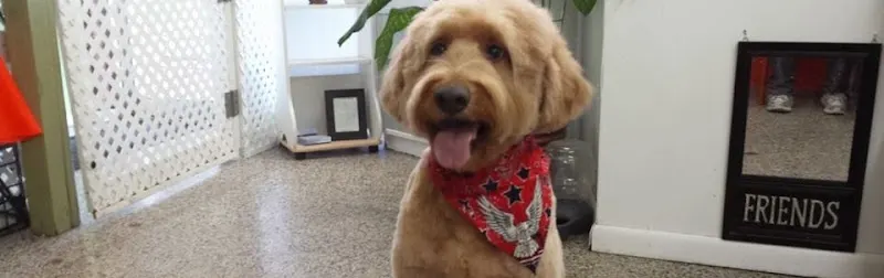 Shear Magic Pet Grooming in Casselberry, FL