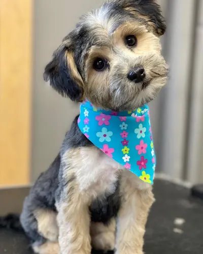 Pampered Paws LLC in West Salem, WI