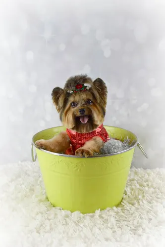 The Taylored Canine - Mobile Grooming - Image 1