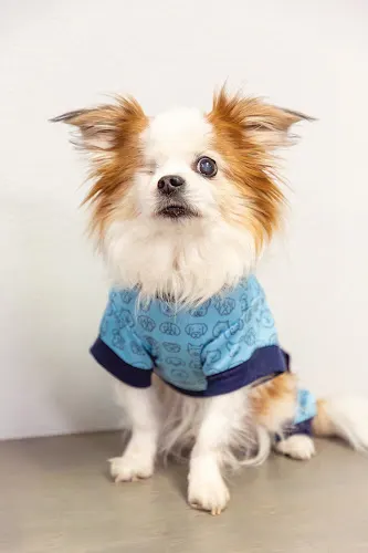 Best Friends Animal Hospital and Pet Hotel - Image 1