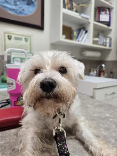 Warr Acres Animal Clinic - Image 1