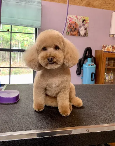 Mindy Sue's Mutley Crue Grooming Salon - Image 1