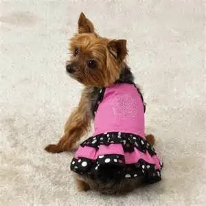 Kim's La Pooch Grooming - Image 1
