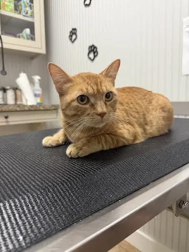 Kowaliga Veterinary Care - Image 1