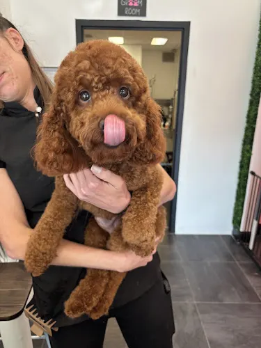 Happy Pup Spa - Image 1