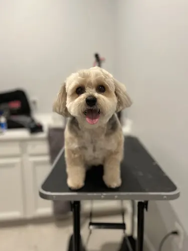 Just Pawfection in Naples - Image 1