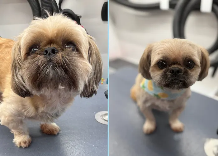 DapperTails Mobile Pet Grooming of Farmingville - Image 1
