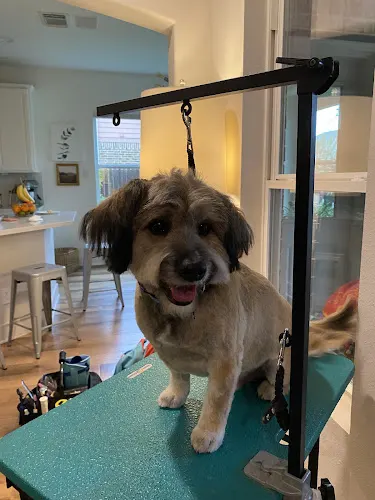 Super Scissors Mobile Dog Grooming - Image 1