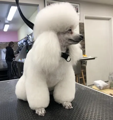 That Groomer Dood LLC - Image 1