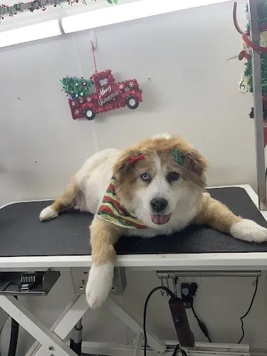 Doggie Styles Mobile Grooming - Image 1