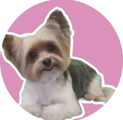 Tidy Tails Mobile Dog Grooming - WB - Image 1