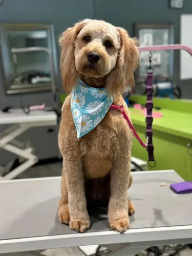 Sweet Paws Mobile Grooming LLC - Image 1