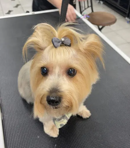All paws in mobile pet salon - Image 1