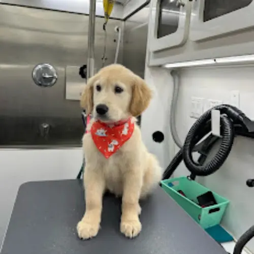 Thrifty Mobile Pet Grooming in Danville, CA