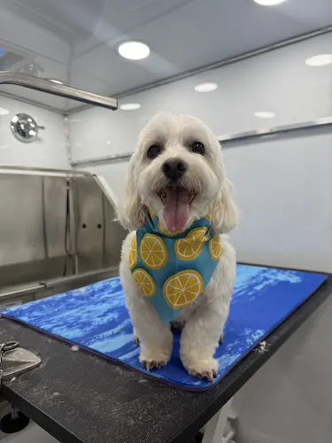 Brush’d Pets Mobile Grooming - Image 1