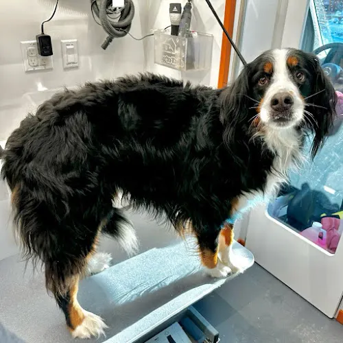 Furry Land Mobile Pet Grooming of Vermont - Image 1
