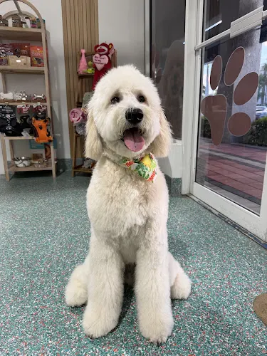 Kool and Kute Pet Boutique - Image 1