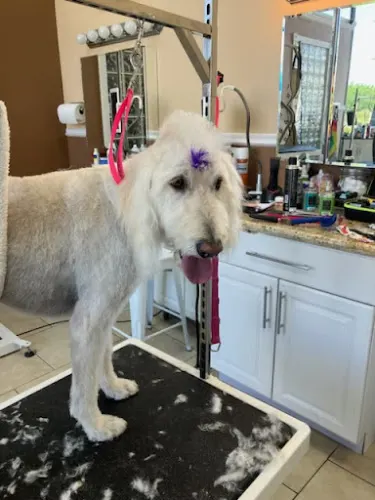 Dog Holliday Mobile Grooming LLC - Image 1