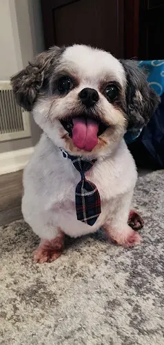 Stevenson Styles Pet Salon in Wyandotte, MI
