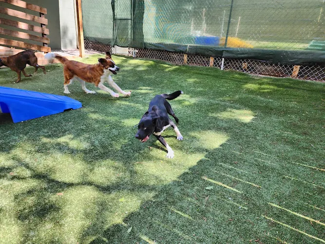 Southern Pines Pet Lodge in Columbia, SC