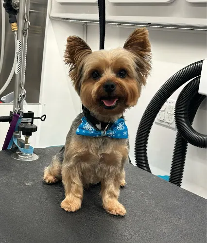 Snaggles and Snouts Mobile Animal Grooming - Image 1