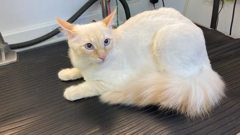 Amanda's Mobile Cat & Small Dog Grooming - Image 1